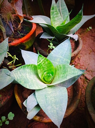 Close-up of a variety of potted green plants ready for wholesale distribution.