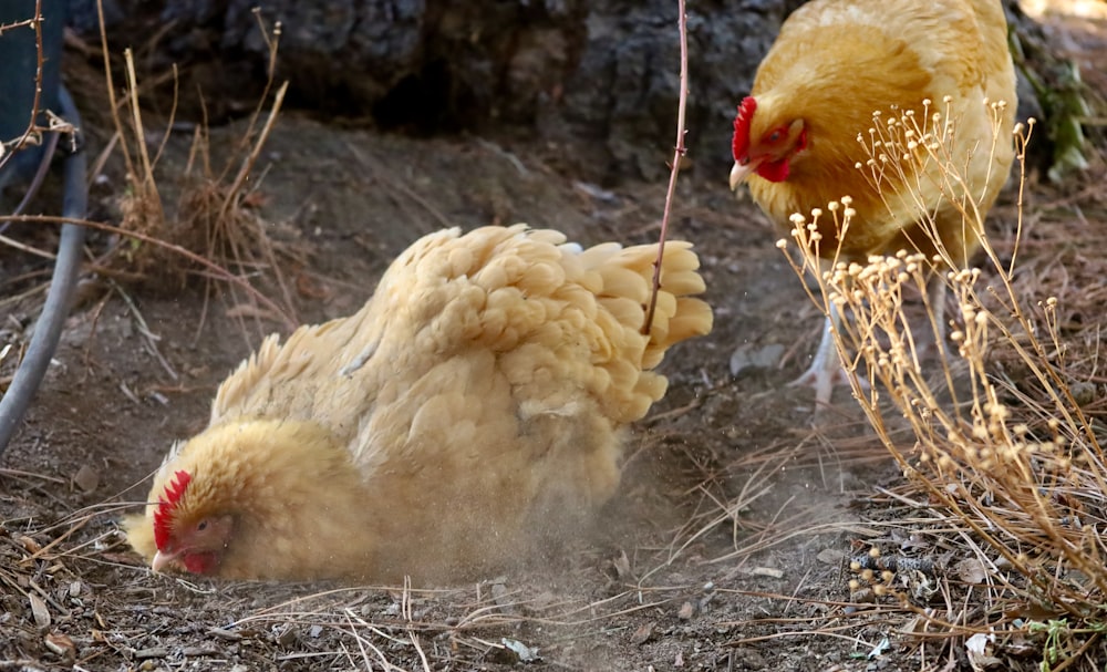 white chicken on brown dried grass