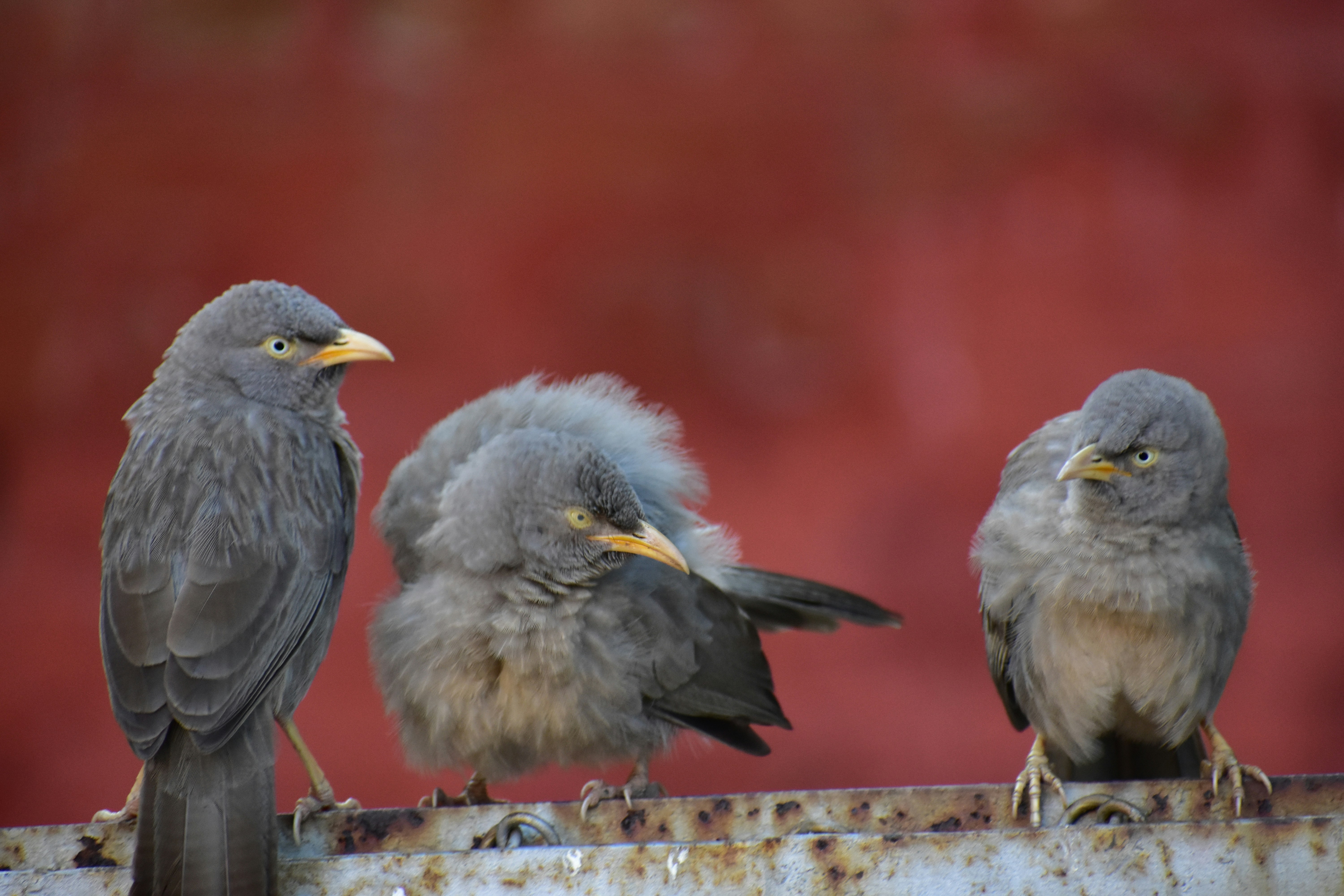 Photo by jainil25032006_