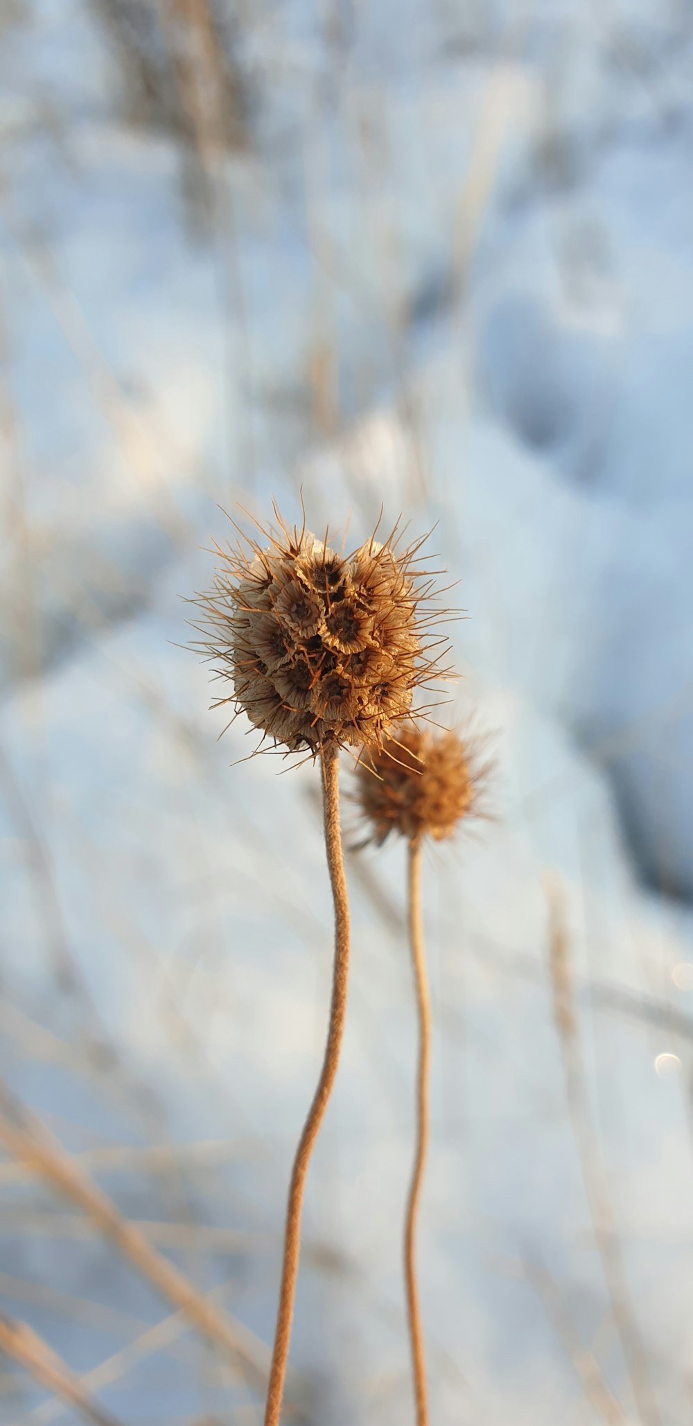 brown dandelion in close up photography