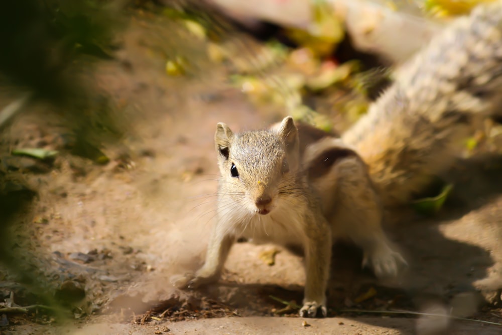 brown and white squirrel on brown soil