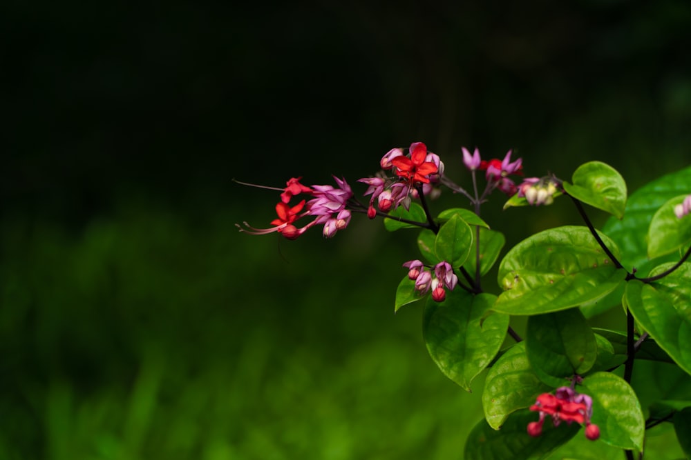 pink flowers with green leaves