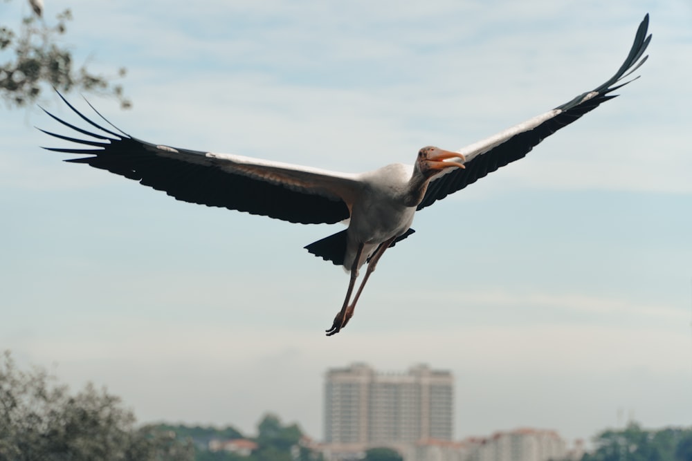 white and black bird flying during daytime