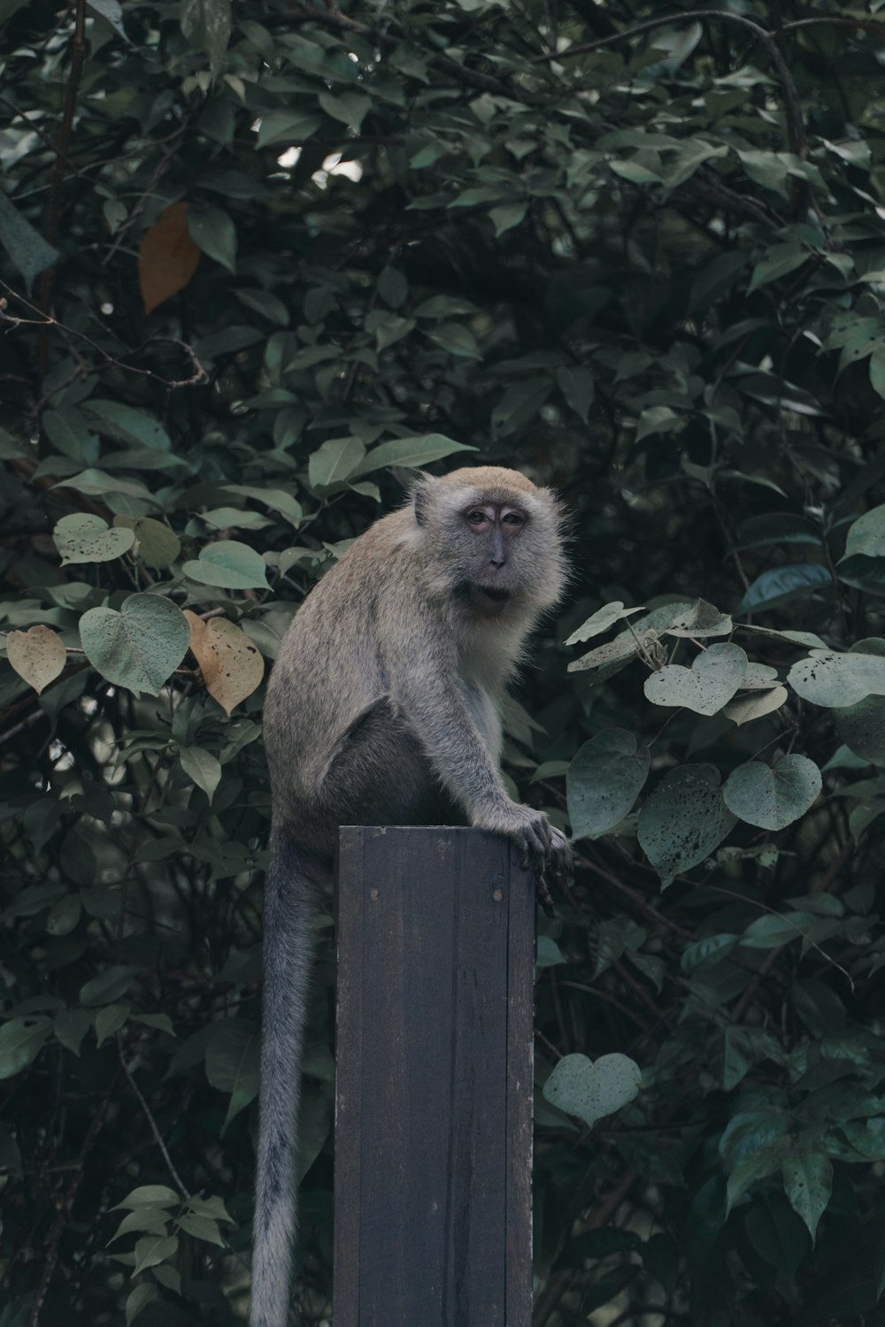 brown monkey on brown wooden fence