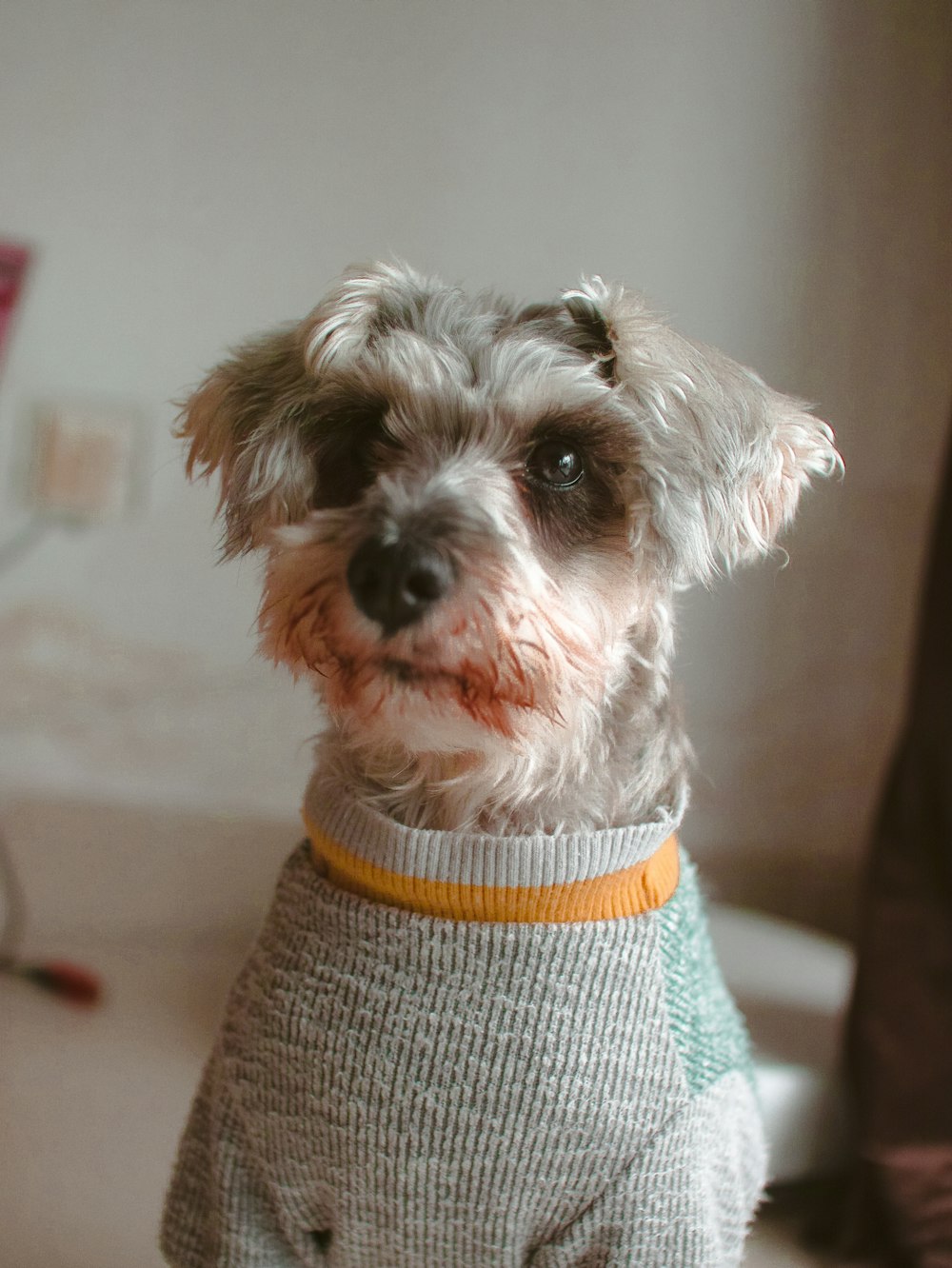 black and white long coated small dog wearing blue and white knit shirt