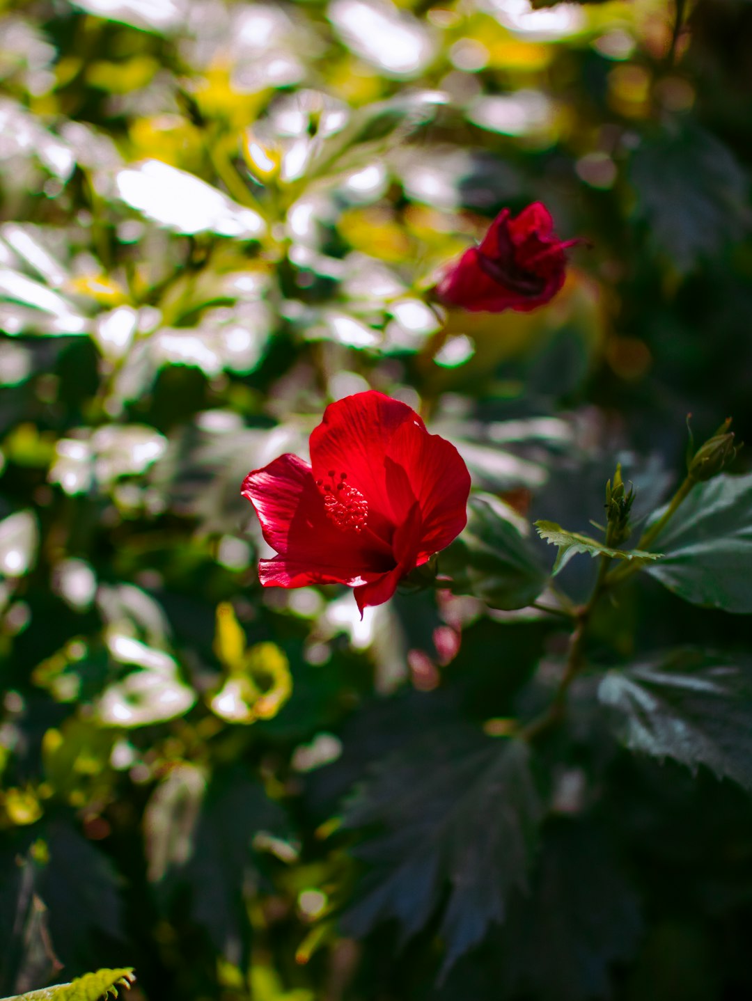 red flower with green leaves