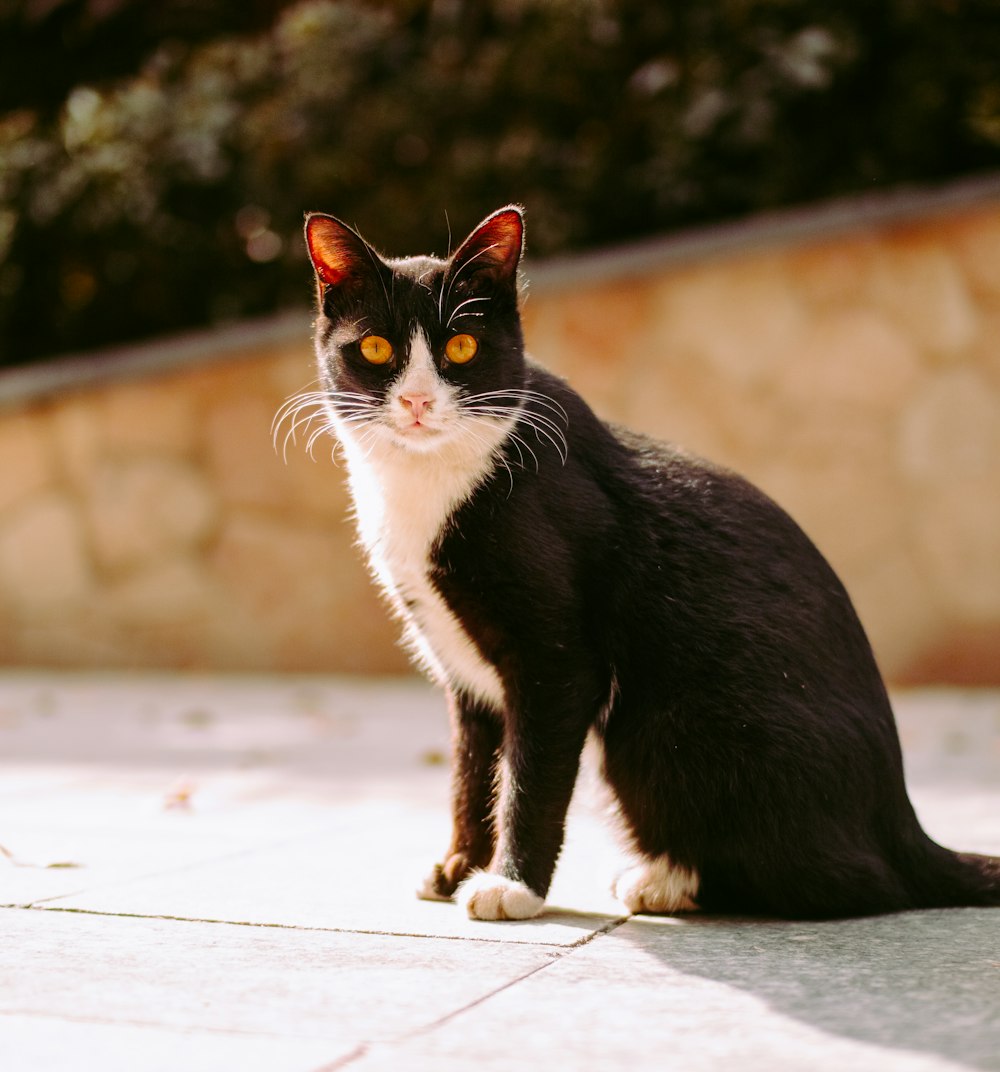 Esmoquin gato sobre suelo blanco