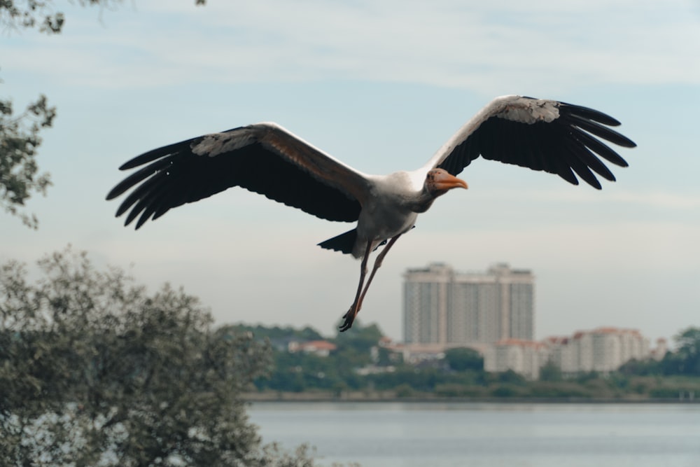 black and white bird flying over body of water during daytime