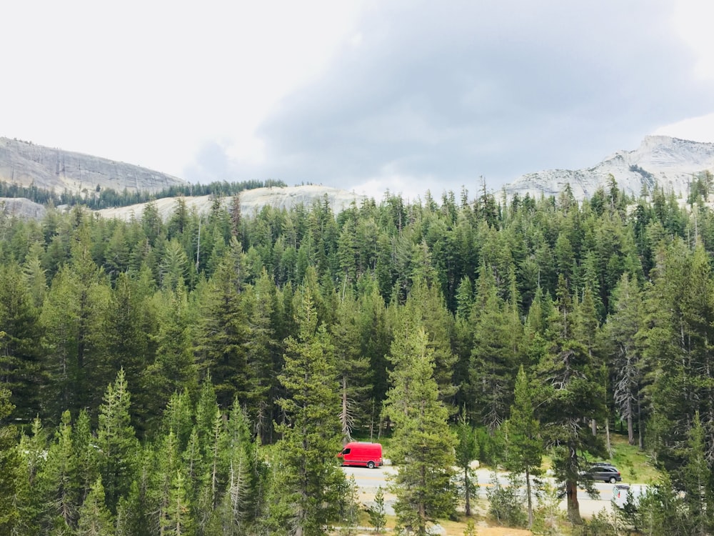 green pine trees near mountain during daytime