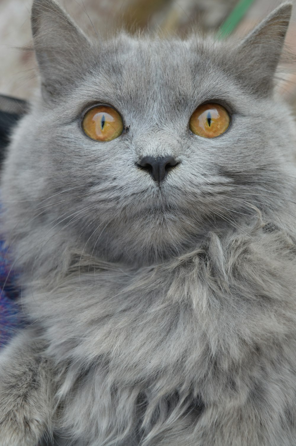 gray and white long fur cat