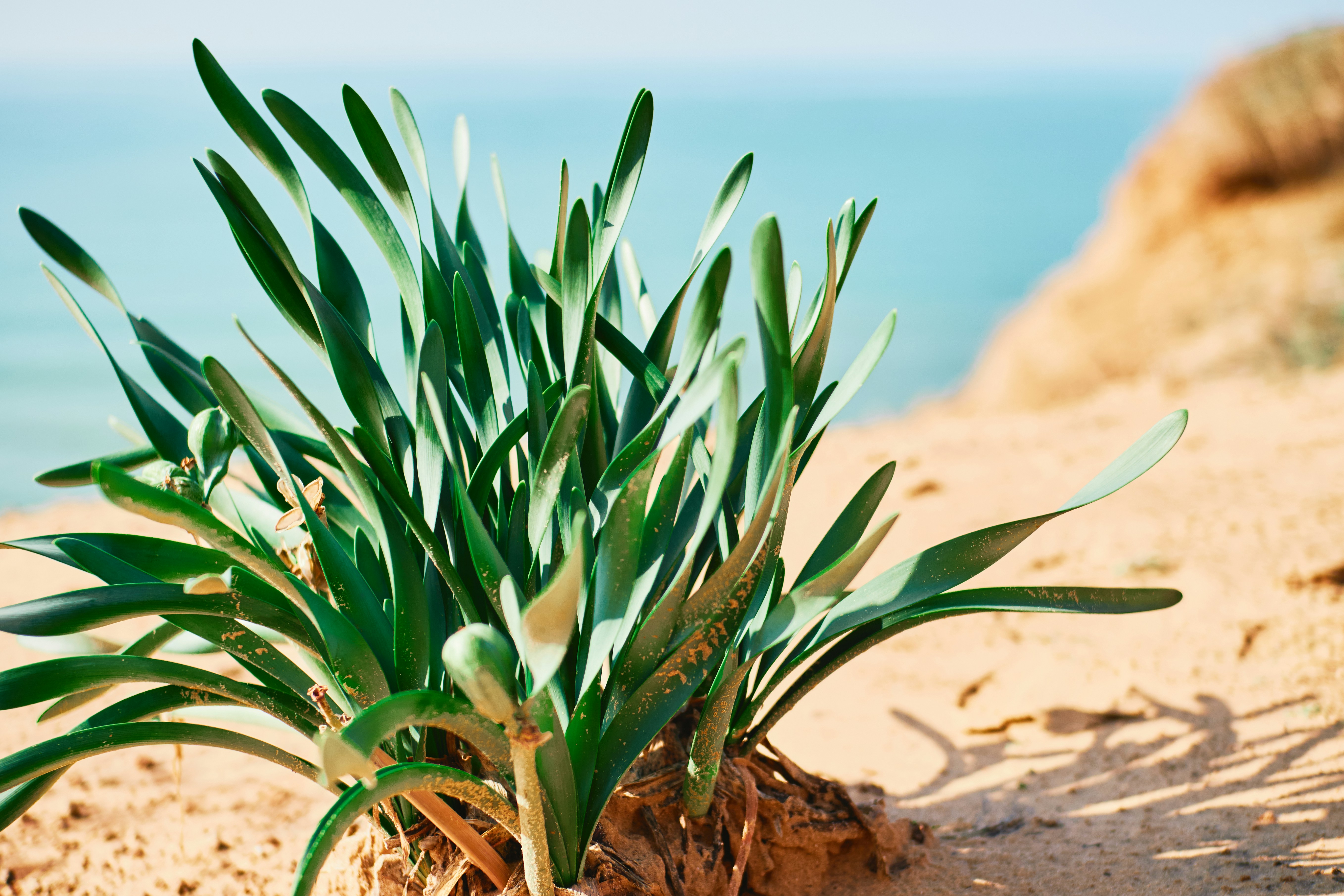 Green plant on brown sand during daytime