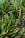 A dense cluster of vibrant green leaves from a tropical plant, with long, narrow blades extending outward from thick, brown stems.