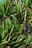 A dense cluster of vibrant green leaves from a tropical plant, with long, narrow blades extending outward from thick, brown stems.