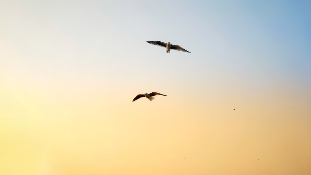 three birds flying during daytime