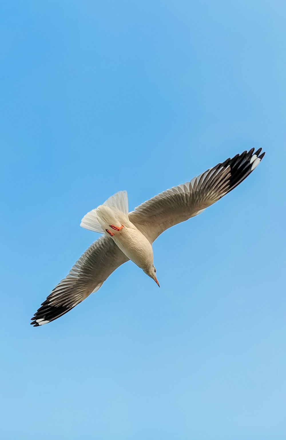 white bird flying during daytime