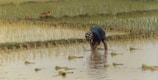 A person is planting rice seedlings in a flooded paddy field. The individual is bent over, working with their hands in the water. The field is lush and green, with rows of young rice plants. In the background, there are baskets and a container on the edge of the field.