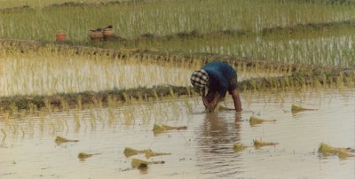 A person is planting rice seedlings in a flooded paddy field. The individual is bent over, working with their hands in the water. The field is lush and green, with rows of young rice plants. In the background, there are baskets and a container on the edge of the field.