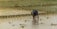 A person is planting rice seedlings in a flooded paddy field. The individual is bent over, working with their hands in the water. The field is lush and green, with rows of young rice plants. In the background, there are baskets and a container on the edge of the field.