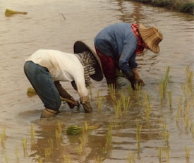 Two people are bent over in a water-filled field, planting rice seedlings. They are wearing wide-brimmed hats, long-sleeved shirts, and gloves, suggesting protection against the sun and water. The water is brown, indicating a muddy field, and the seedlings are neatly spaced in rows.
