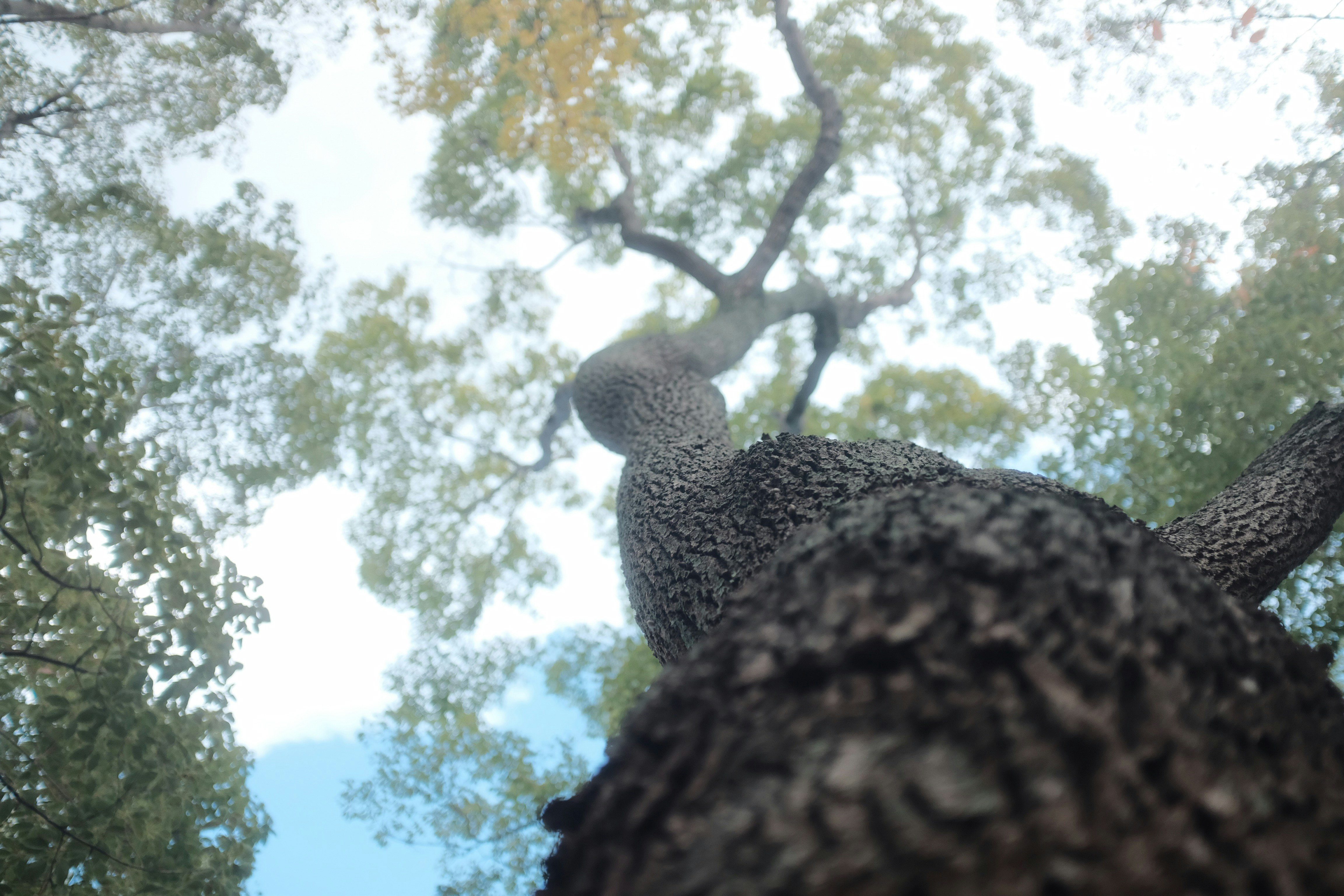 木の上にフクロウ2羽 木の上にフクロウ3羽