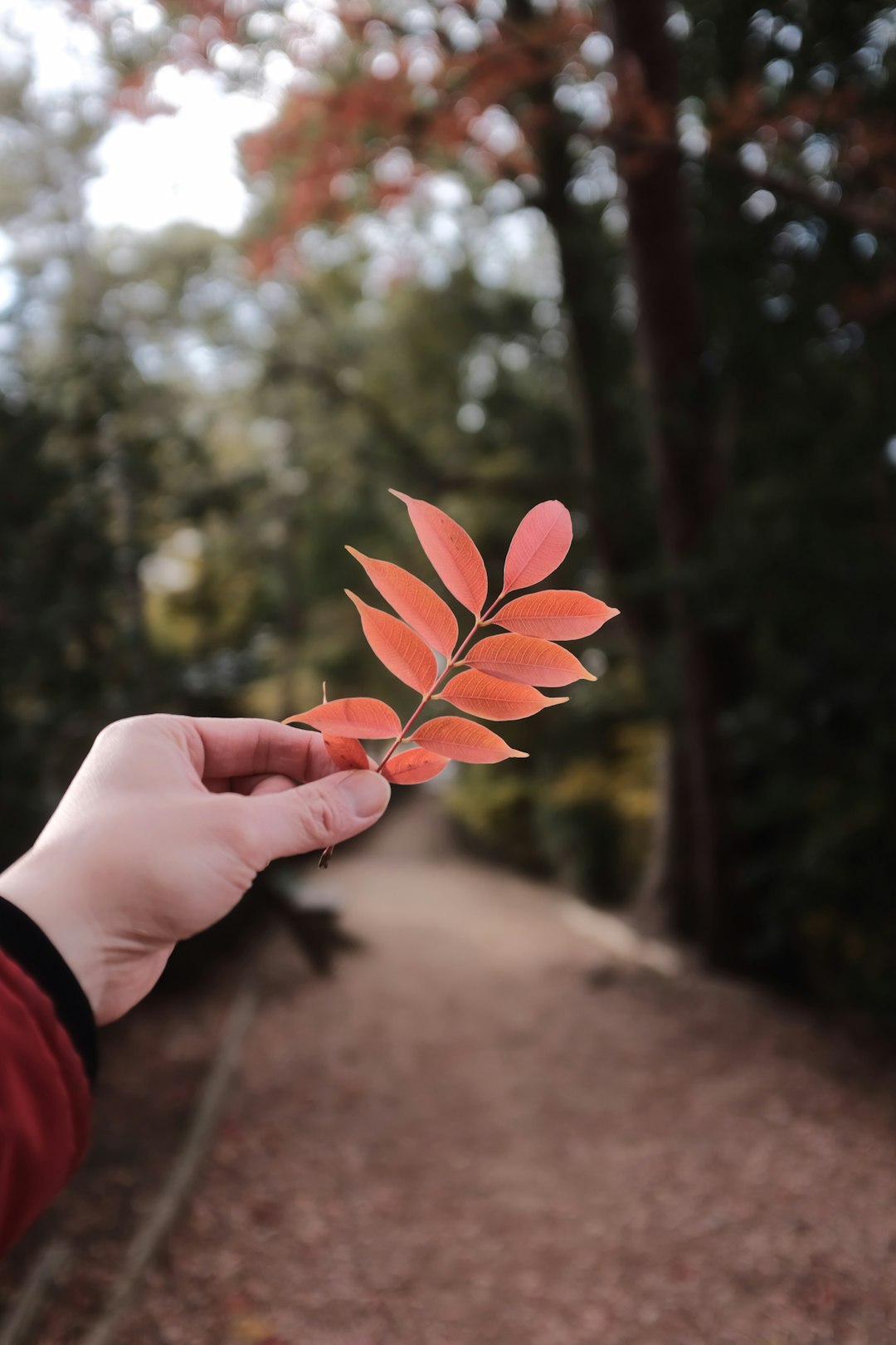 person holding red leaf during daytime
