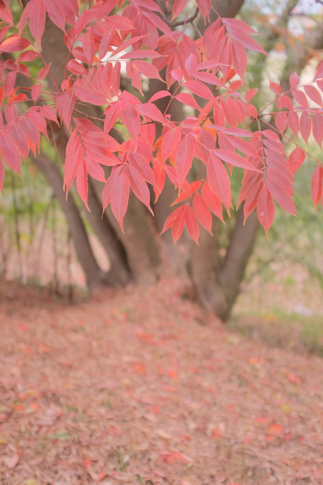 red leaves on brown tree trunk
