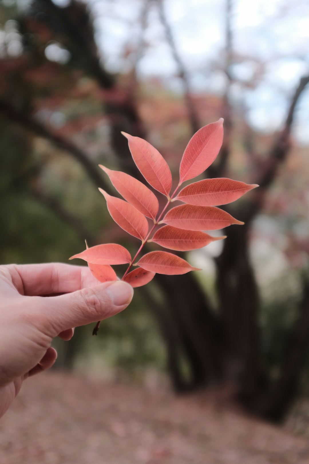 person holding red leaves during daytime