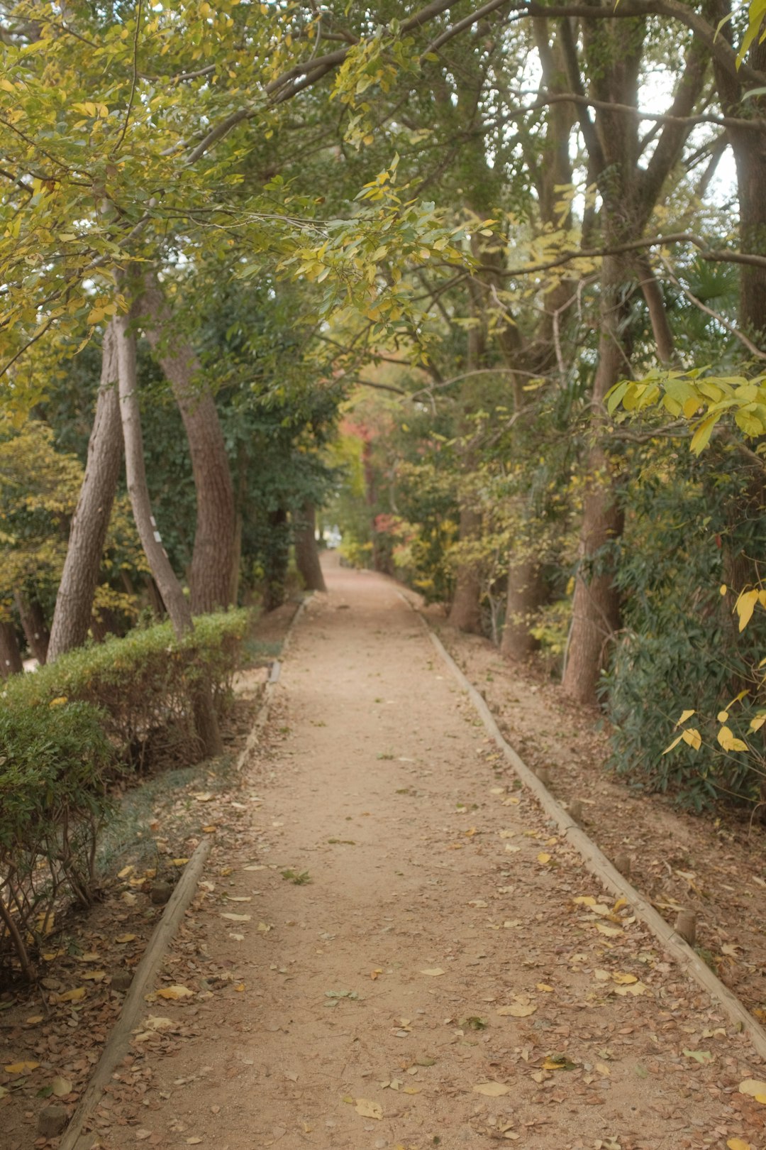 brown dirt road between green trees during daytime