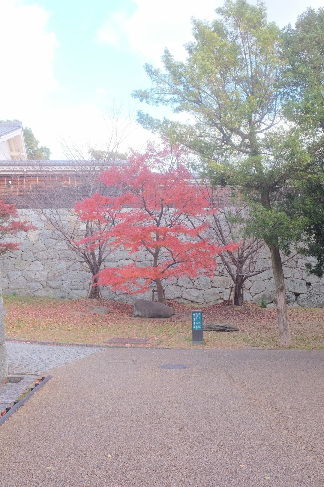 red leaf tree near brown concrete building during daytime