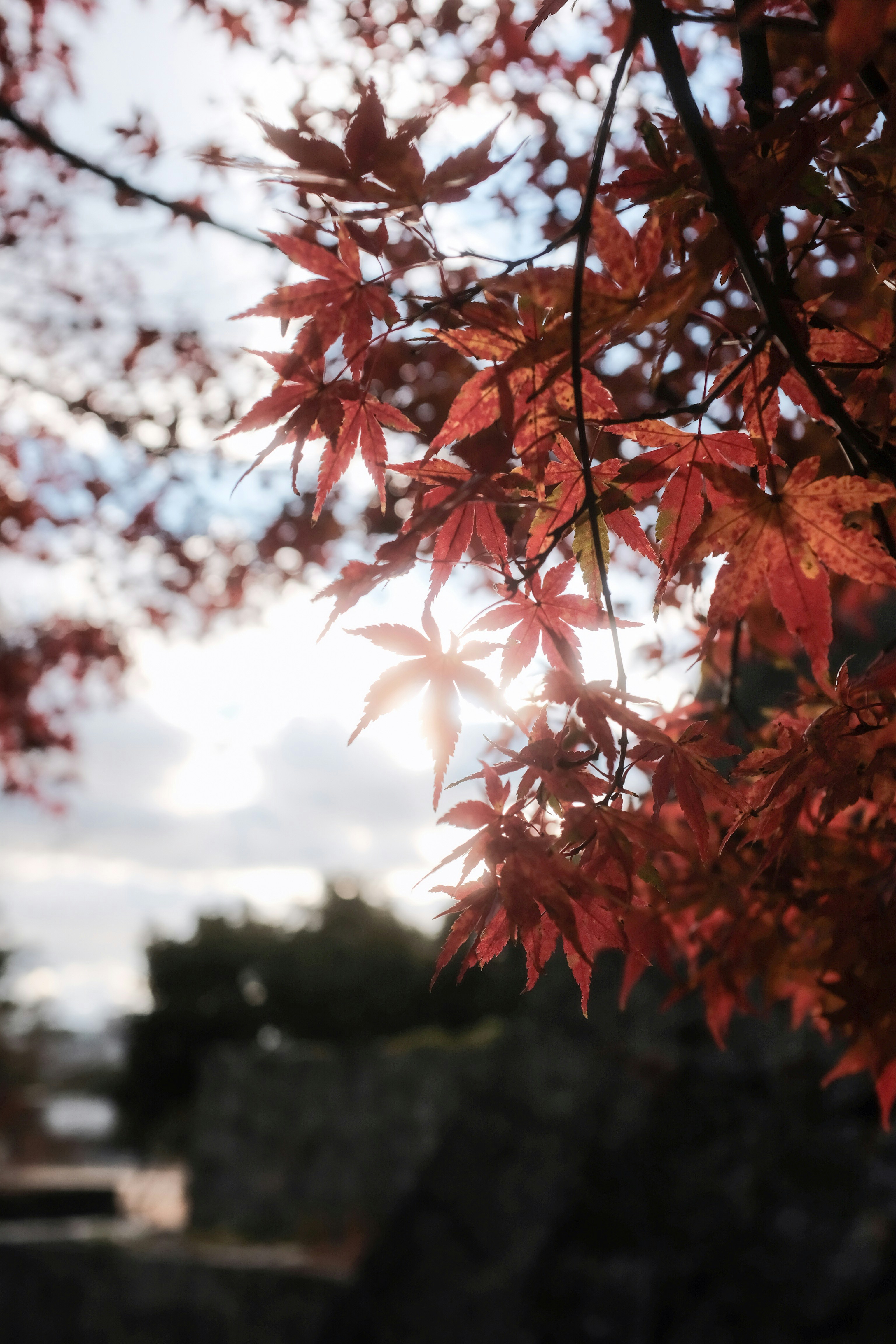 Red maple tree during daytime photo – Free Brown Image on Unsplash