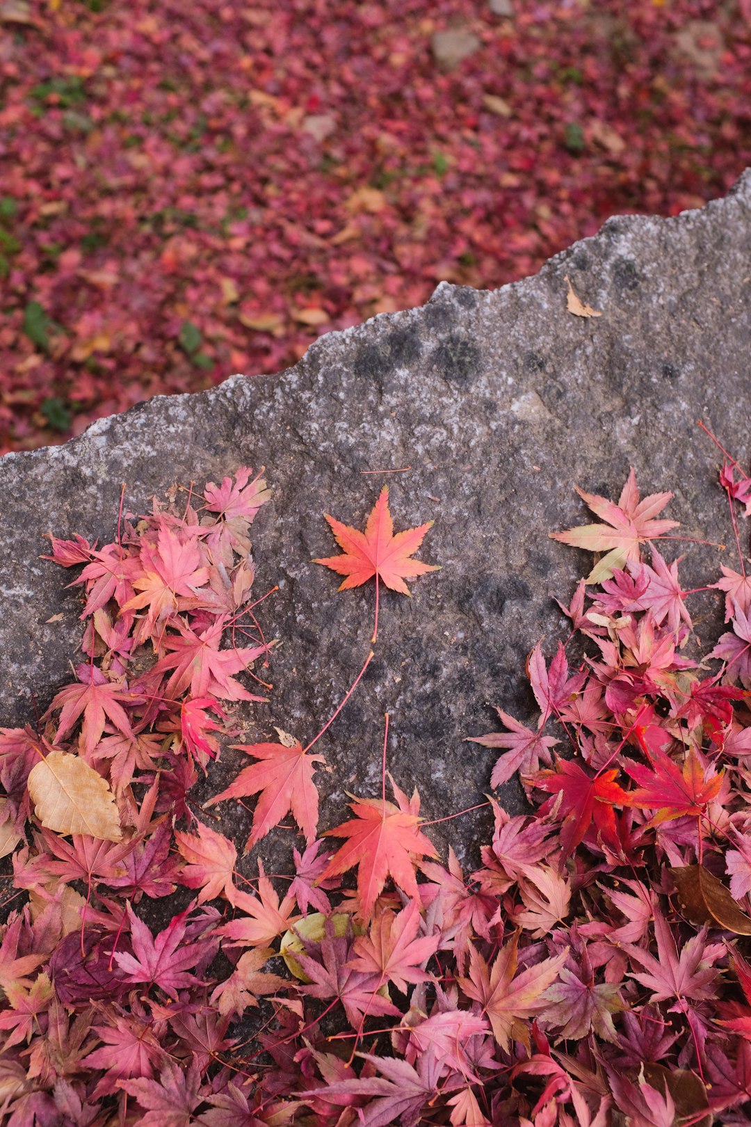 red maple leaves on gray rock