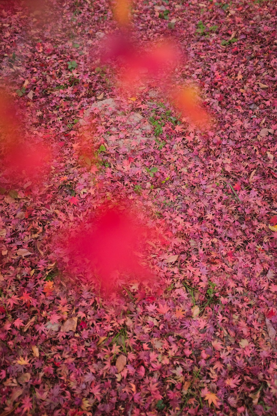 red and green leaves on ground