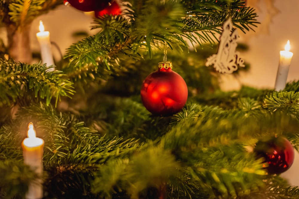 red baubles on green pine tree