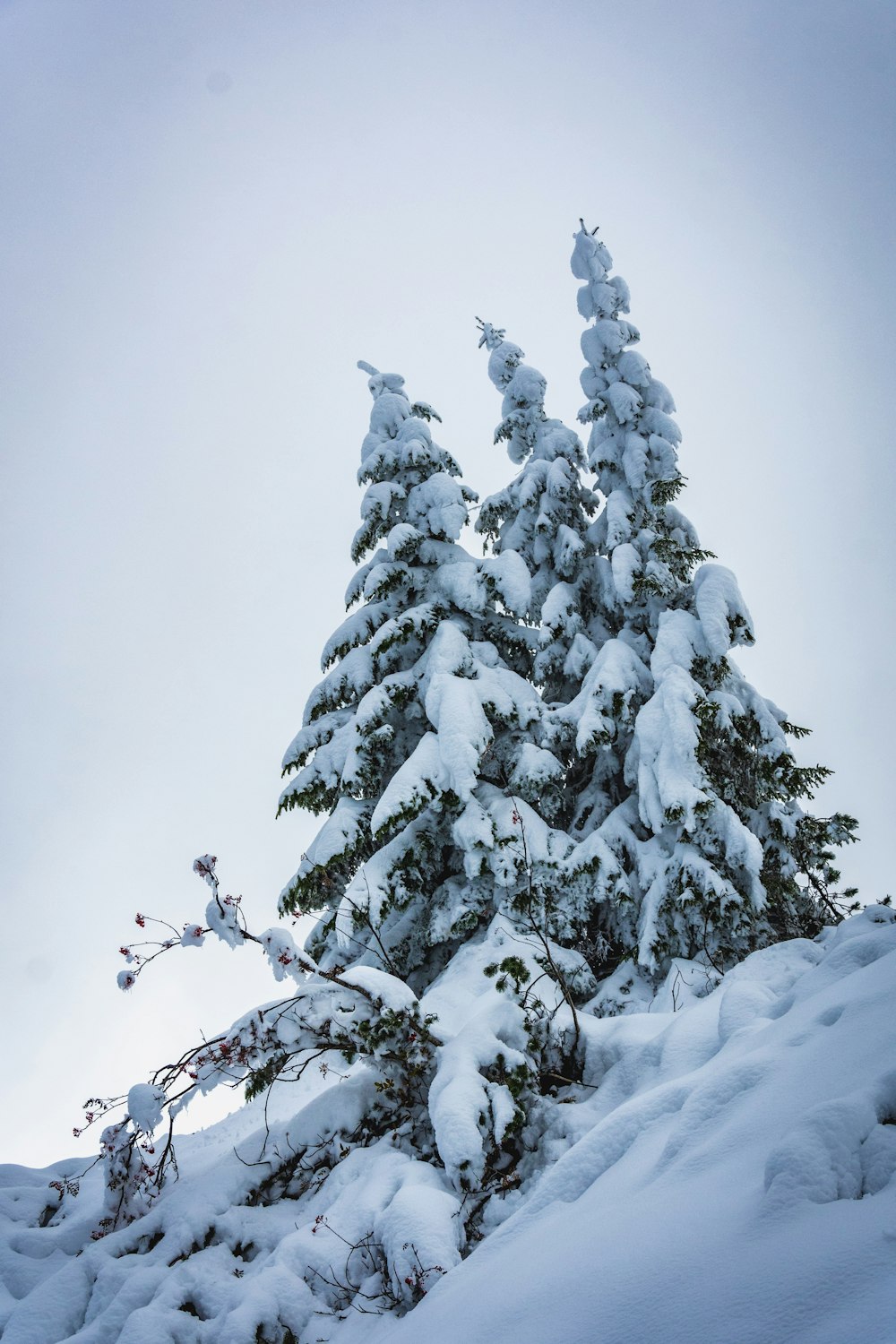 snow covered pine tree during daytime