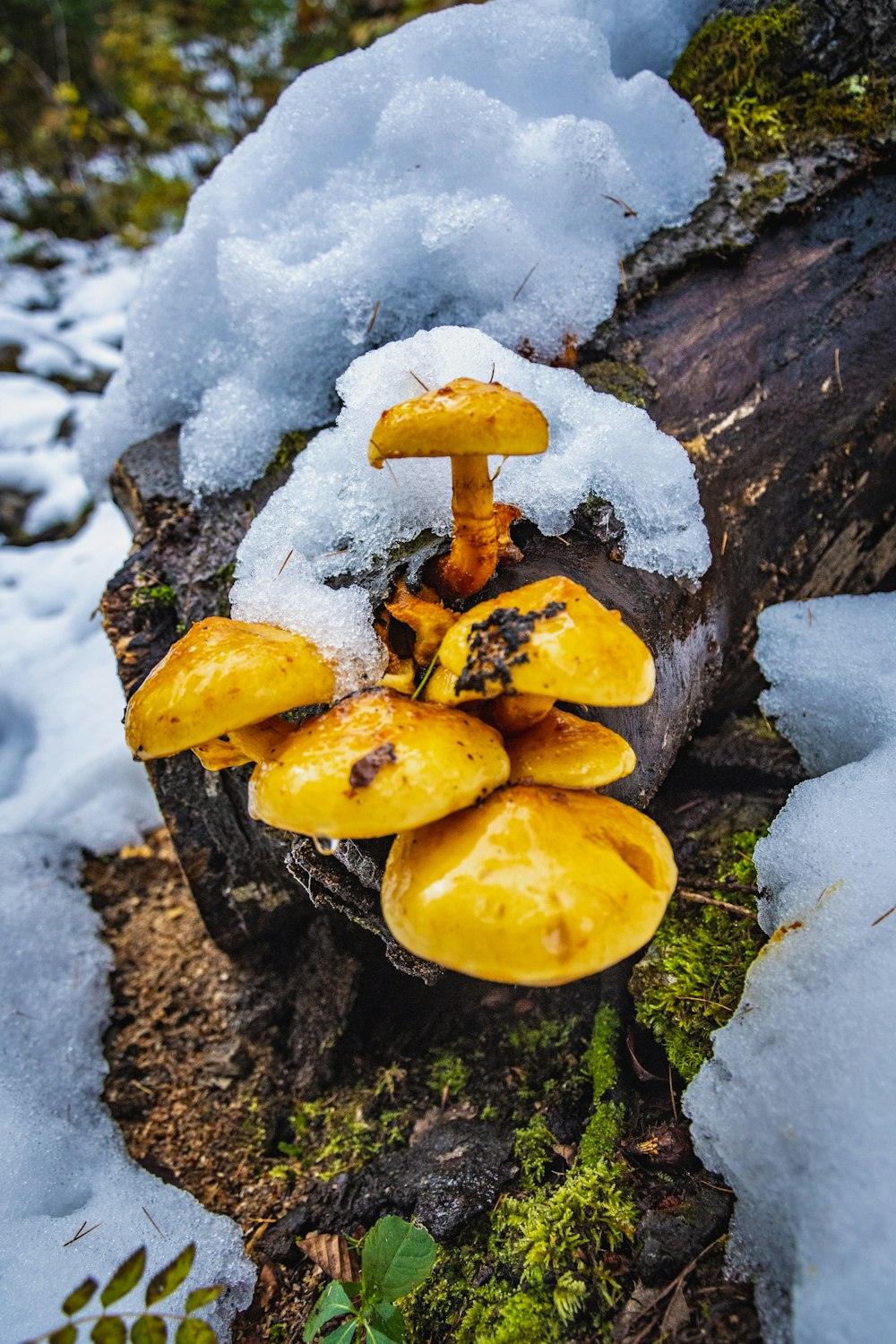yellow and white mushroom on black tree trunk