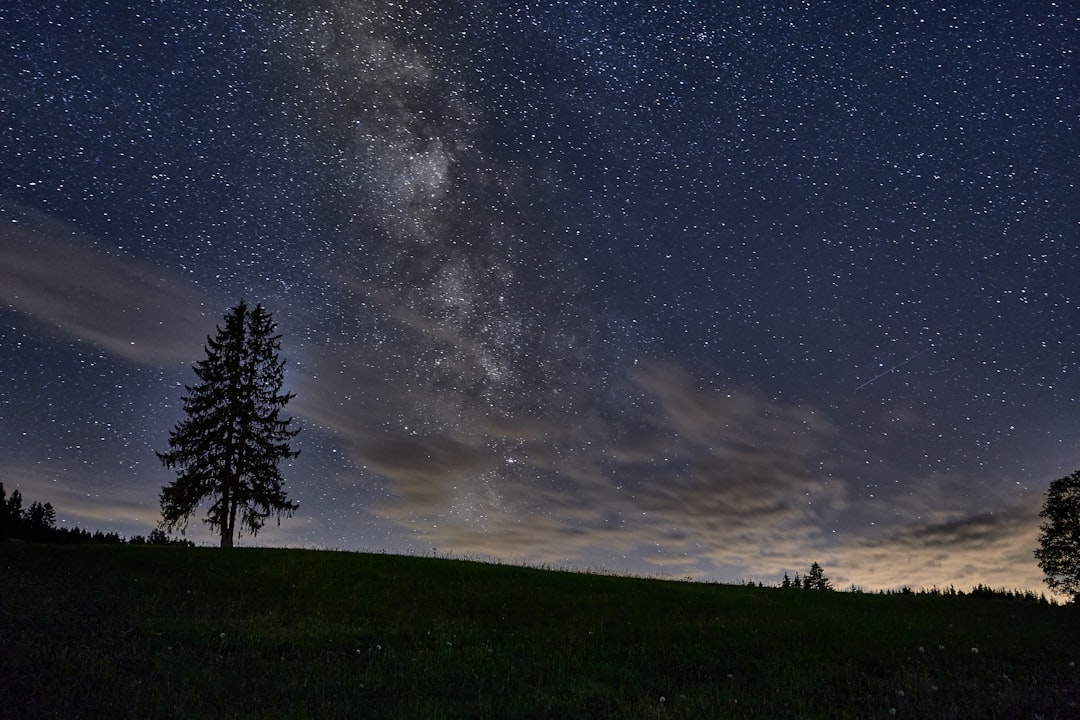 green trees under blue sky during night time