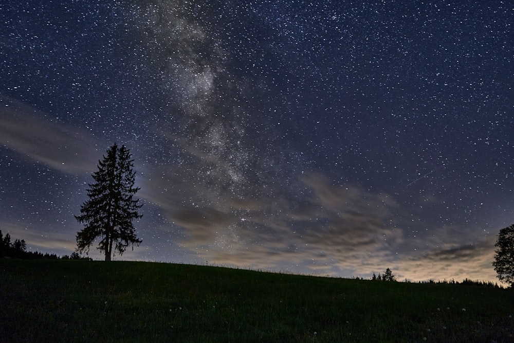 green trees under blue sky during night time