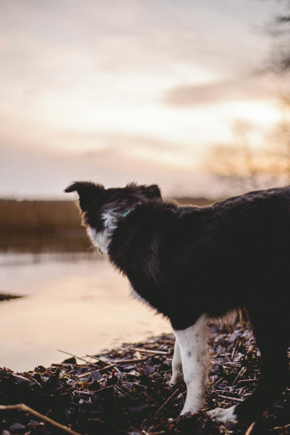 Schwarz-weißer Border Collie läuft tagsüber auf braunem Sand