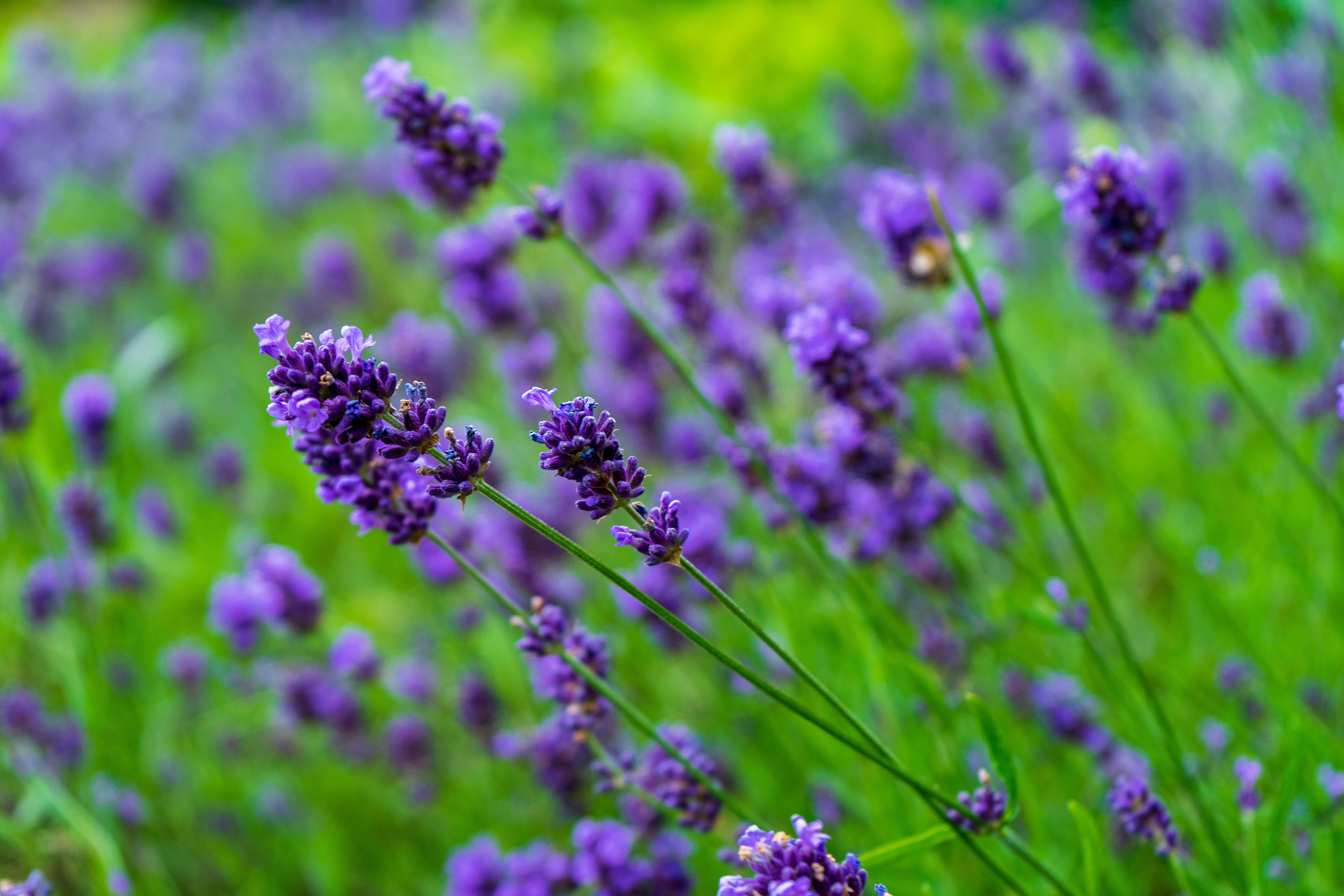 Photo by sergejs_horoshman