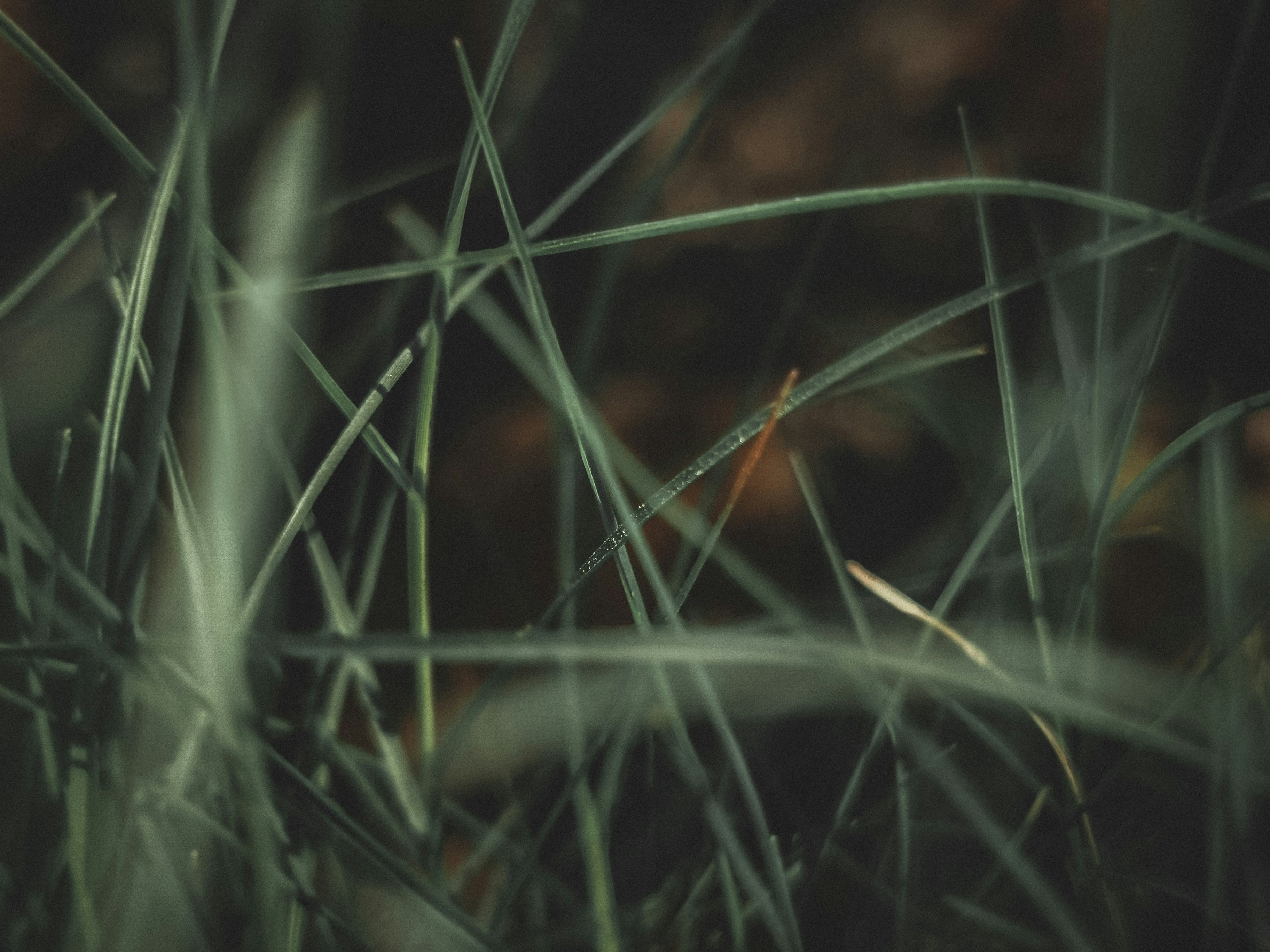 Photo by tareq_hasan