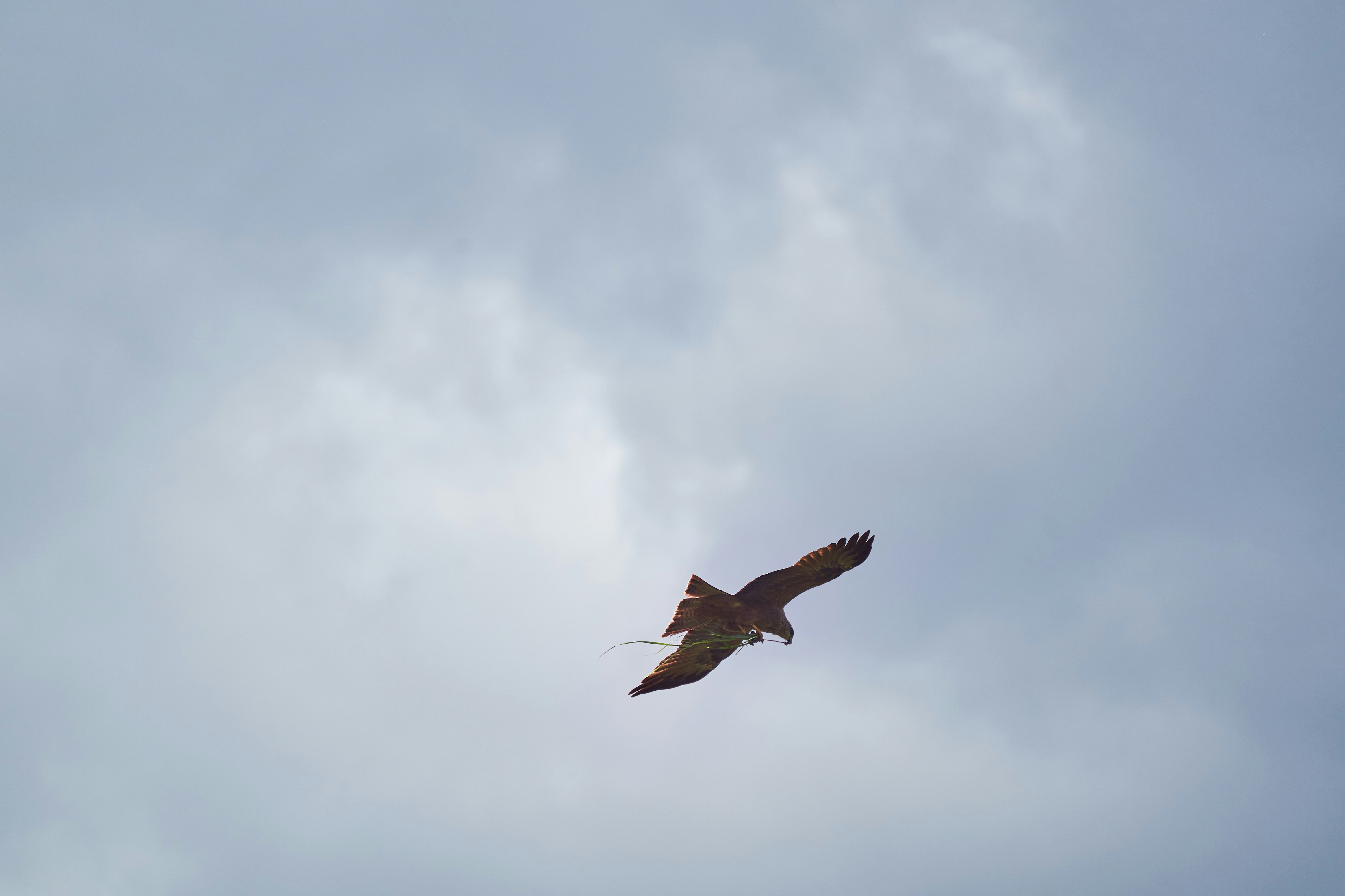 Photo by wolfgang_hasselmann