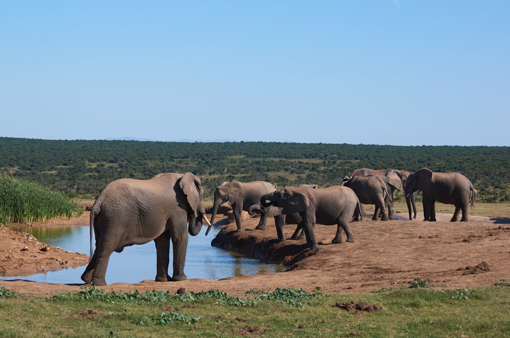 group of elephants on brown field during daytime