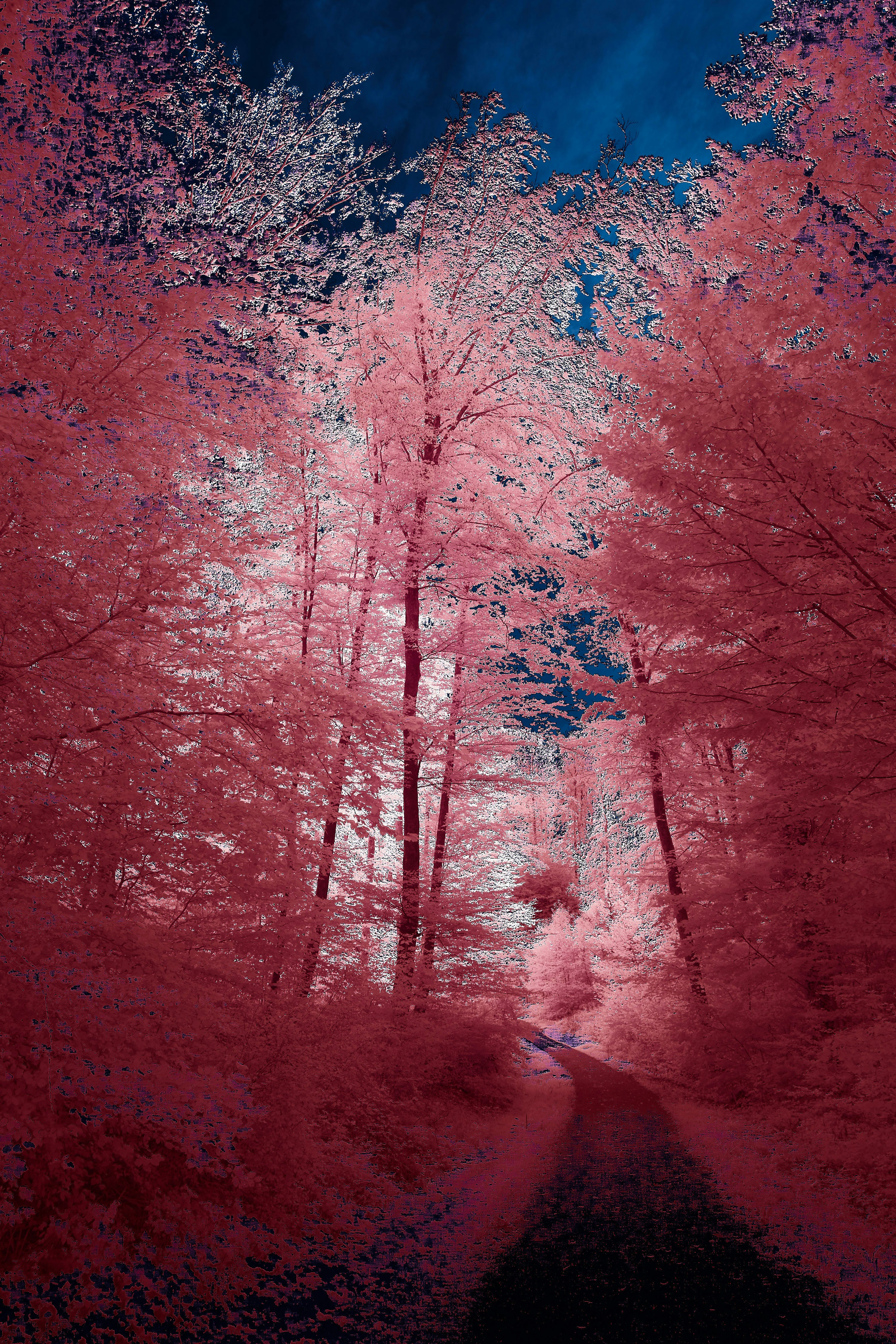 Pink Forest Pictures | Download Free Images on Unsplash