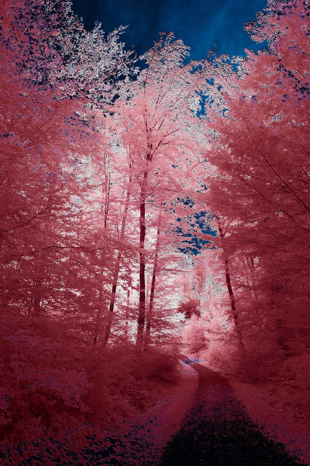 brown trees covered with snow during daytime