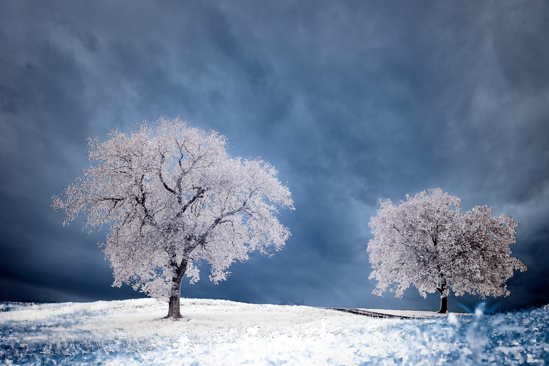 white tree on snow covered ground under gray sky