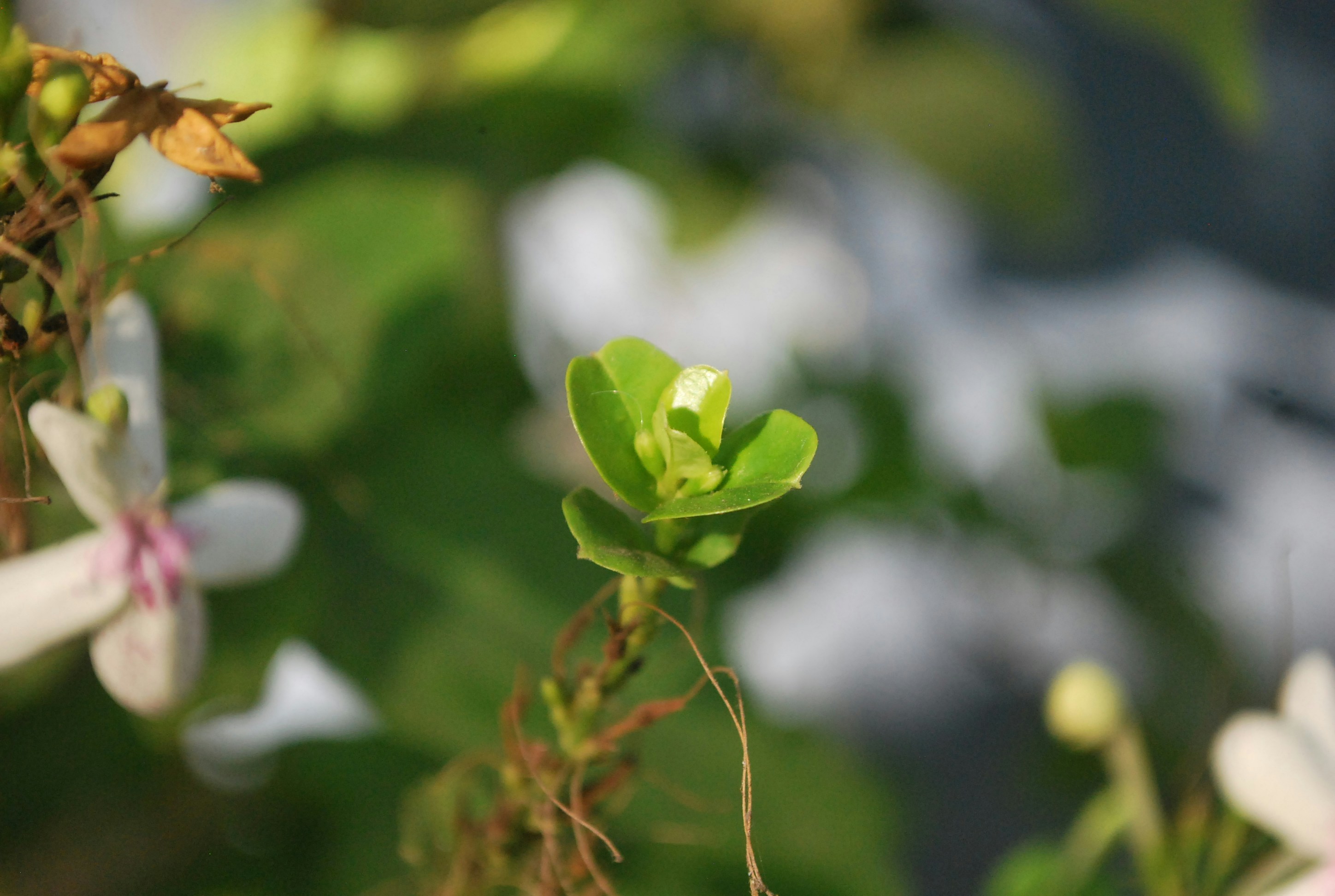 Photo by varzillopes_834