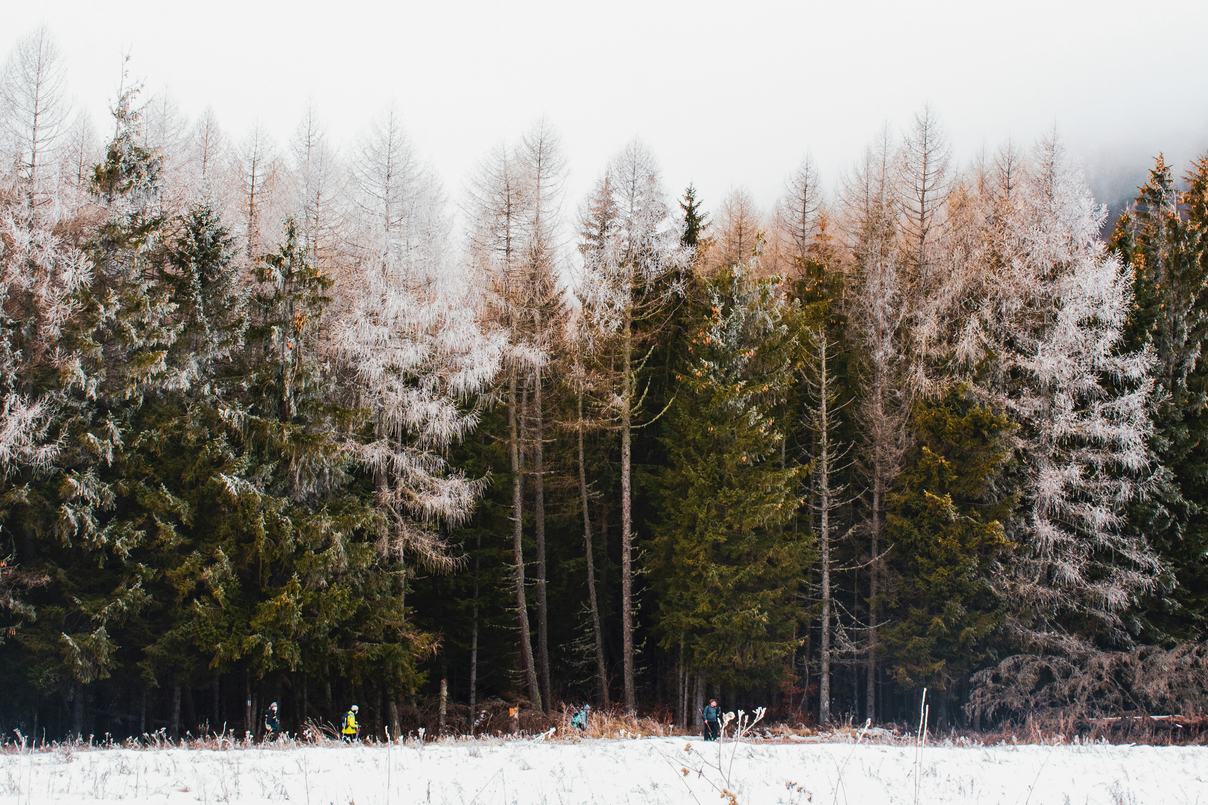 Green trees on snow covered ground during daytime photo – Free Sinaia ...