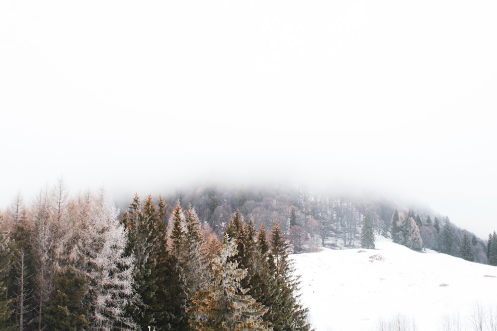 green pine trees covered with snow