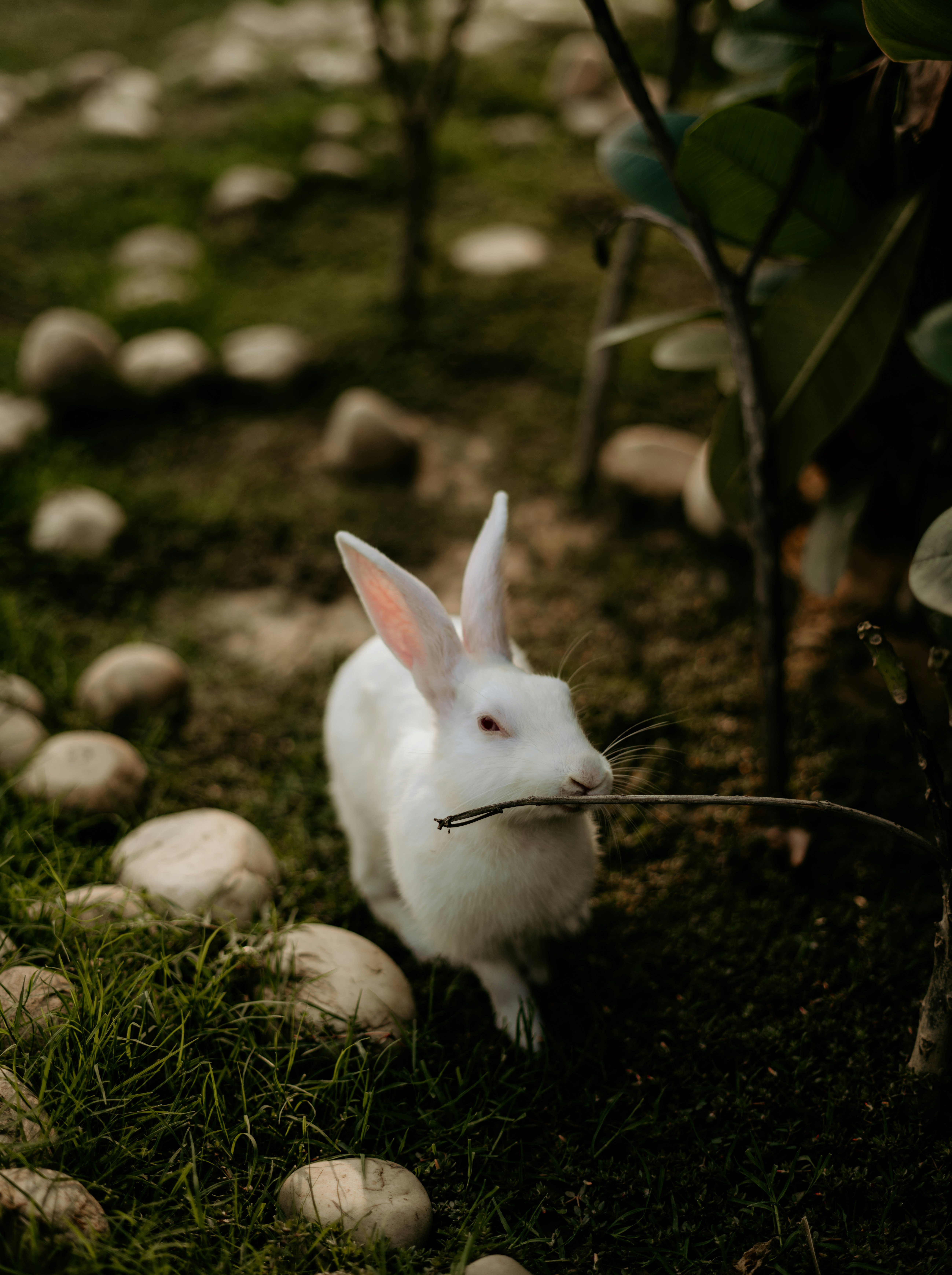 white rabbit on green grass during daytime