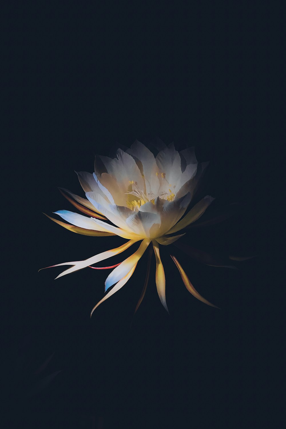 white and yellow flower in black background